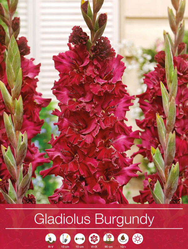 Gladiolus Burgundy