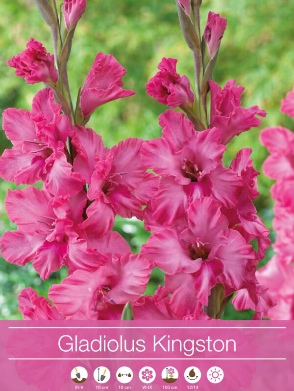 Gladiolus Kingston Ruffle