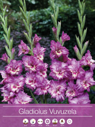 Gladiolus Vuvuzela