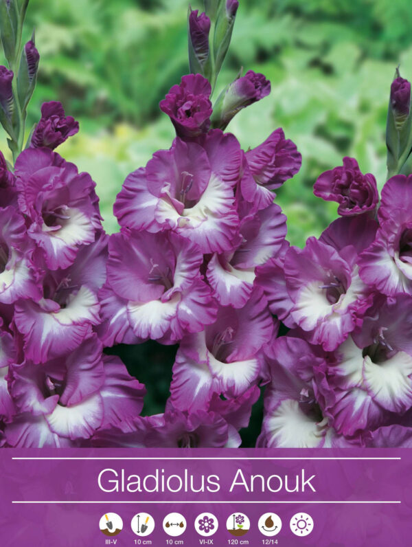 Gladiolus Anouk