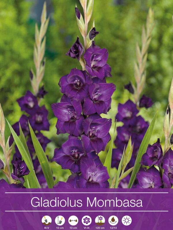 Gladiolus Mombasa
