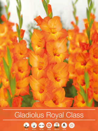 Gladiolus Royal Class