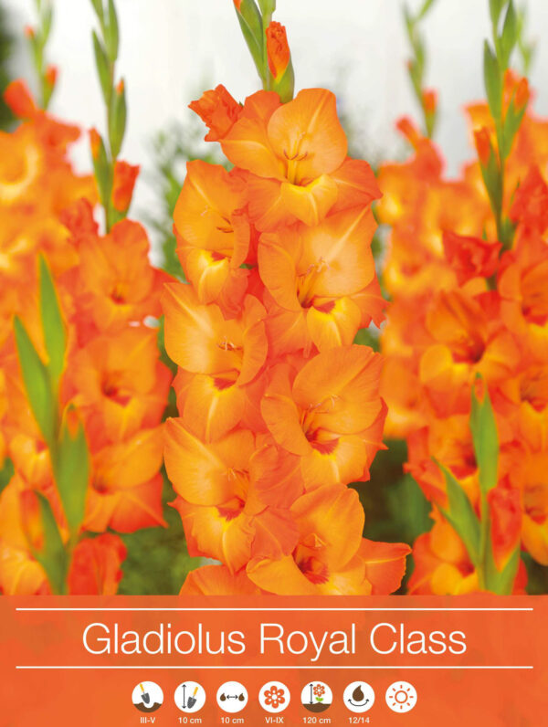 Gladiolus Royal Class