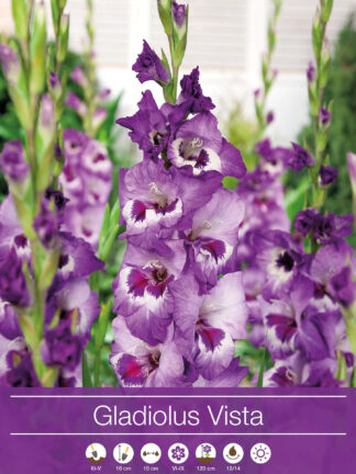 Gladiolus Vista