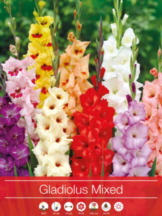 Gladiolus Mixed