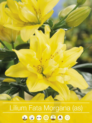 Lilium Fata Morgana (As)