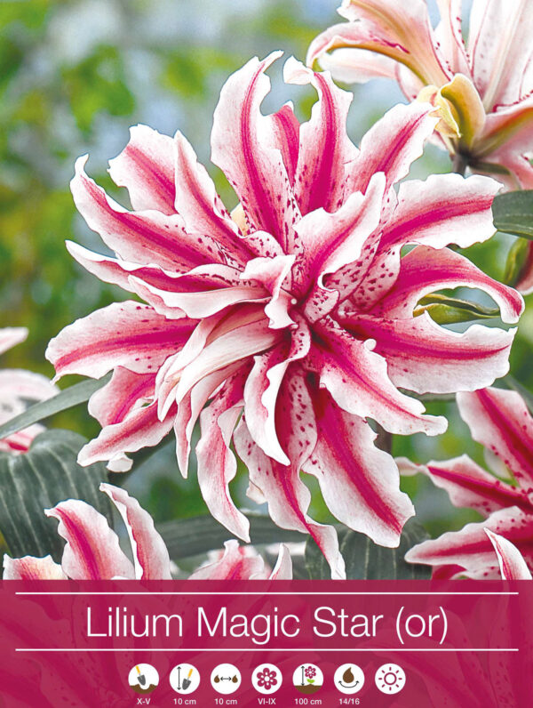 Lilium Magic Star (Or)