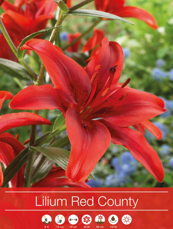 Lilium Red County