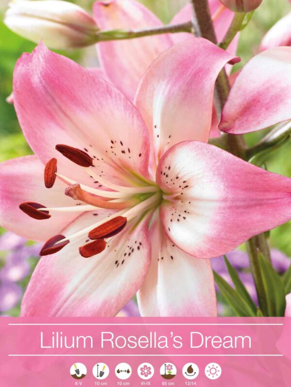 Lilium Rosella's Dream
