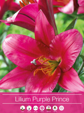 Lilium Purple Prince
