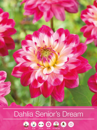 Dahlia Senior's Dream