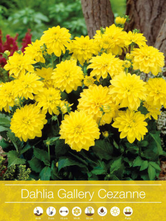 Dahlia Gallery Cezanne