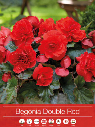 Begonia Double Red