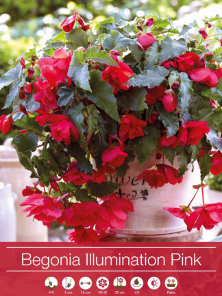 Begonia Illumination Pink