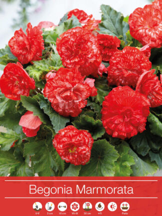 Begonia Marmorata