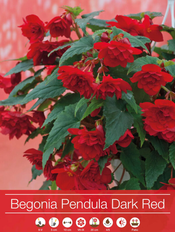 Begonia Pendula Dark Red