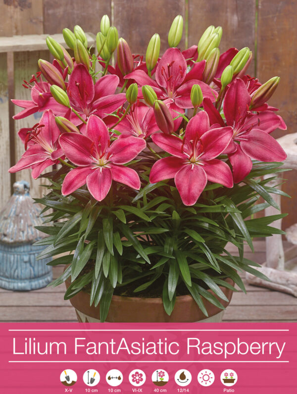 Lilium FantAsiatic Raspberry
