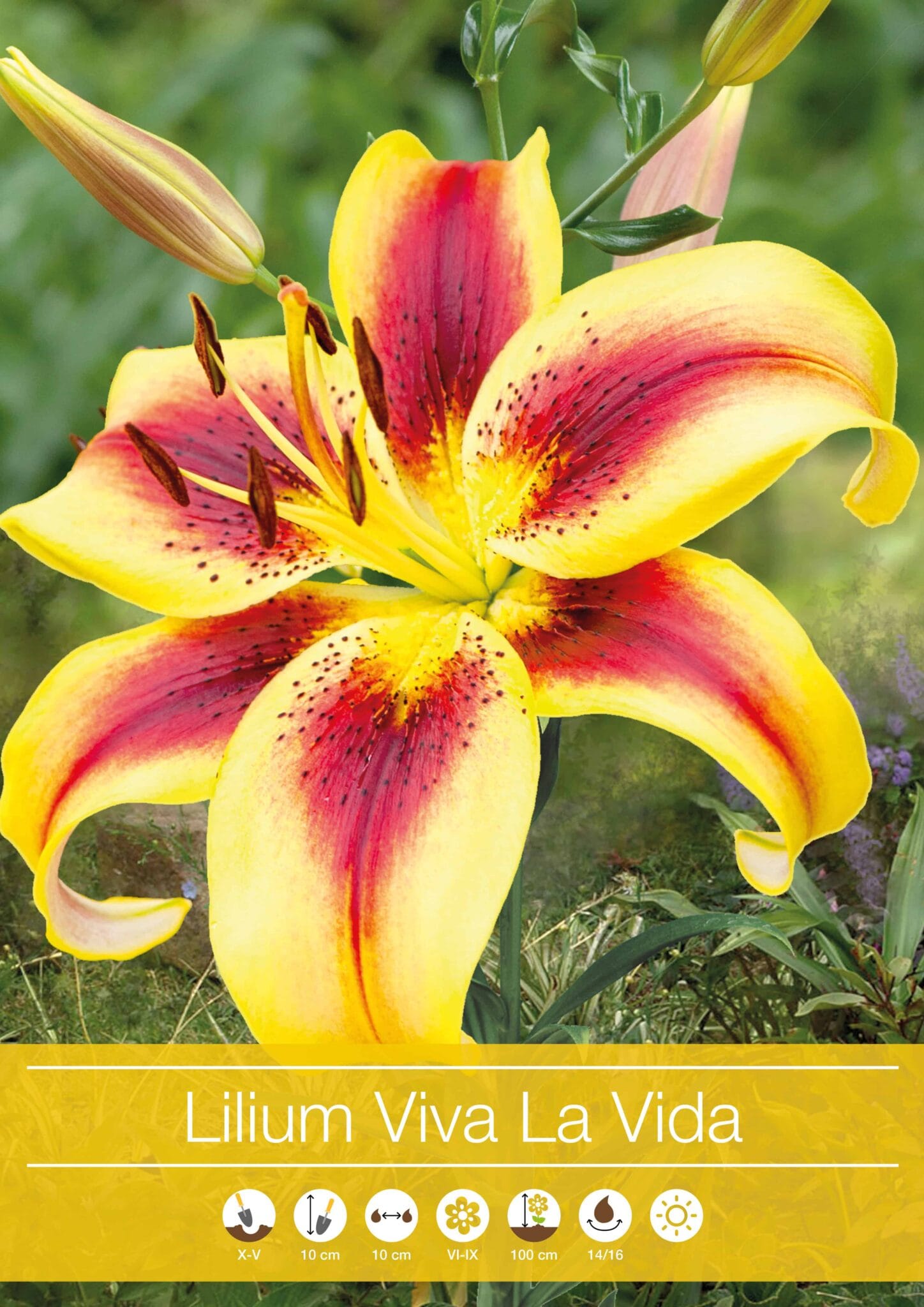 Lilium Viva la Vida