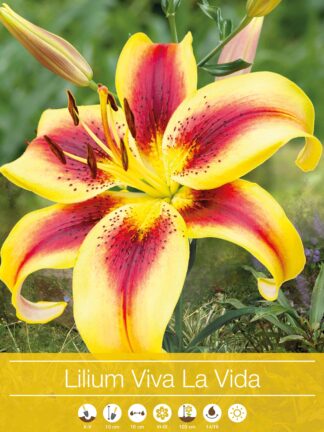 Lilium Viva la Vida