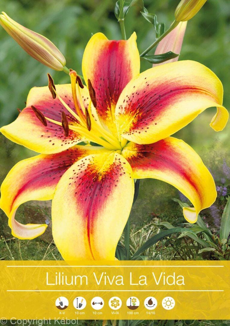 Lilium Viva la Vida