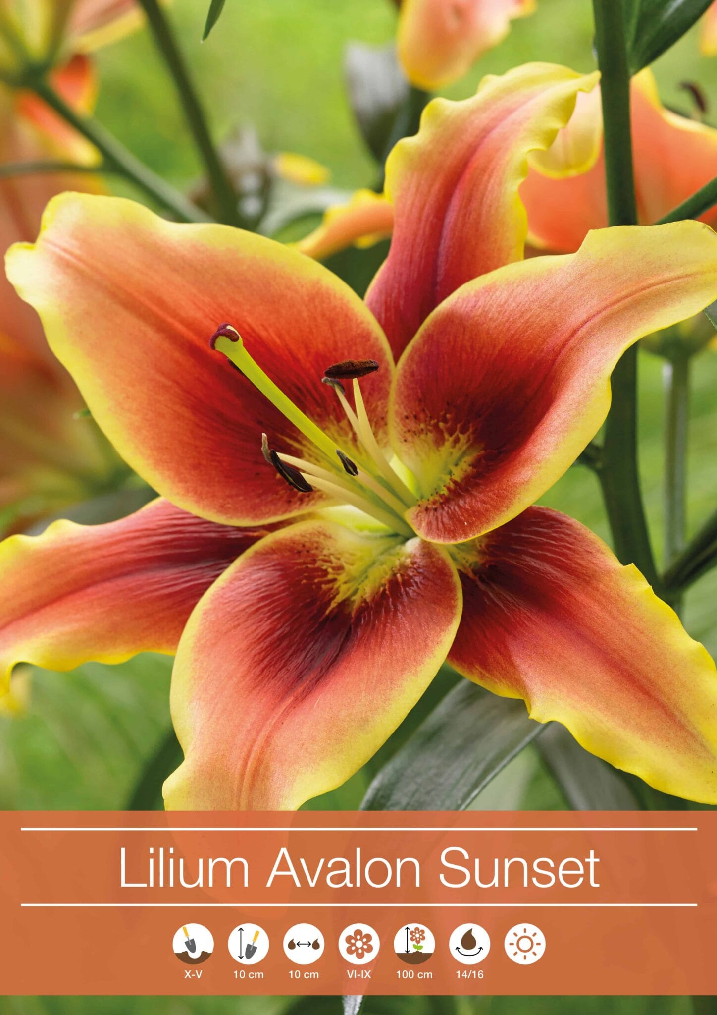 Lilium Avalon Sunset