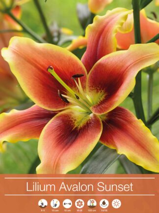 Lilium Avalon Sunset