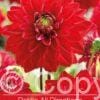 Dahlia All Directions