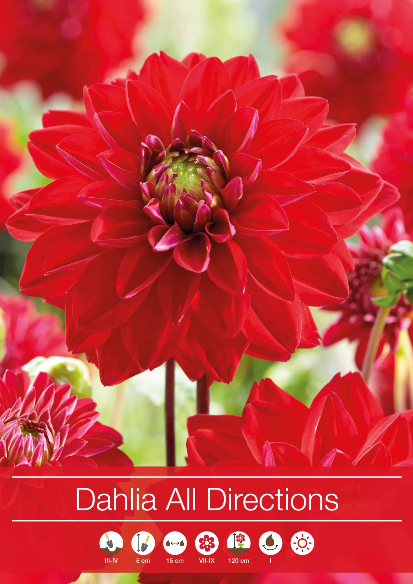 Dahlia All Directions