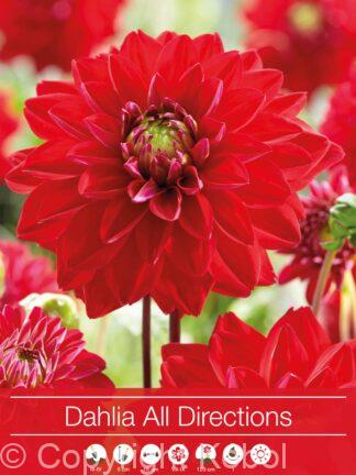 Dahlia All Directions