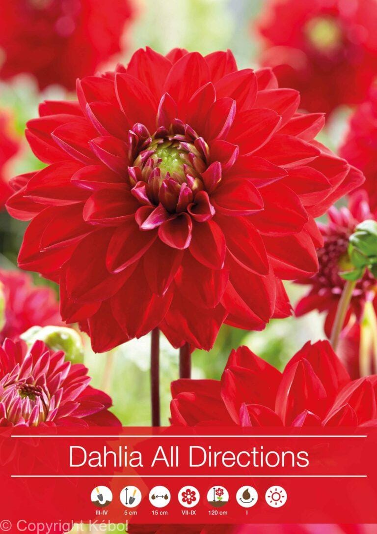 Dahlia All Directions