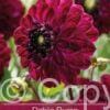 Dahlia Buran