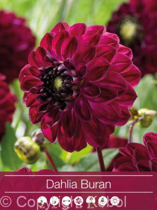 Dahlia Buran