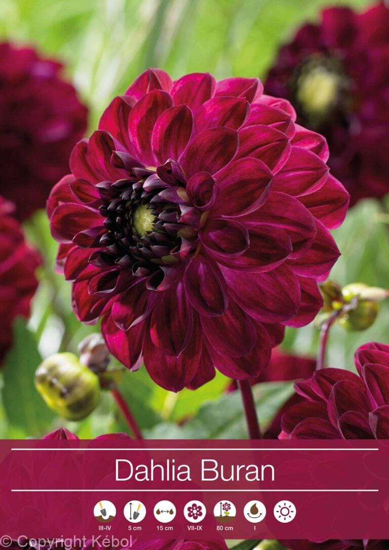 Dahlia Buran