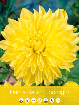 Dahlia Kelvin Floodlight