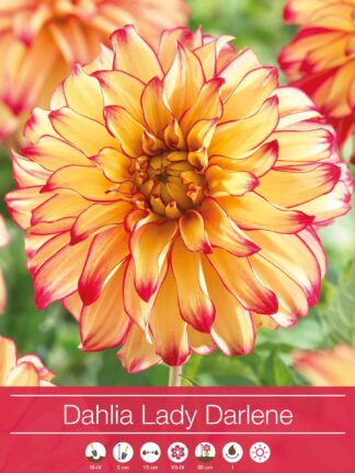 Dahlia Lady Darlene