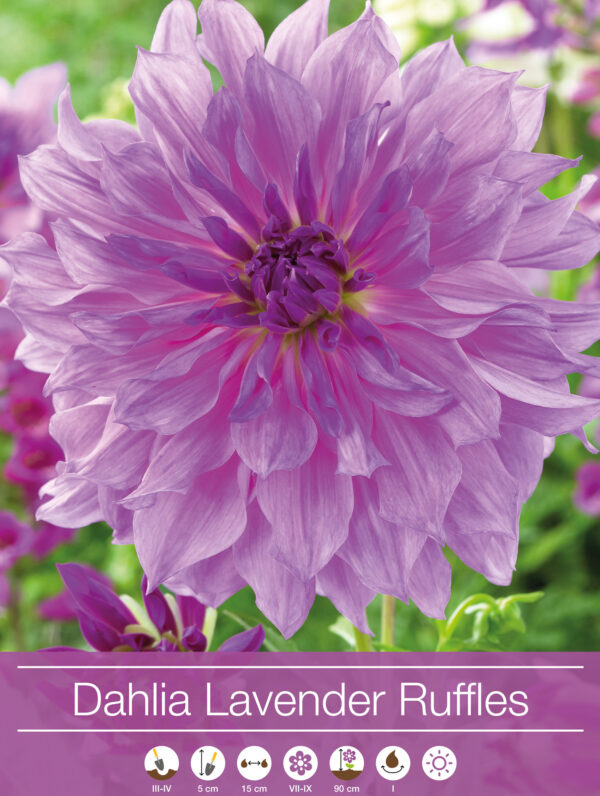 Dahlia Lavender Ruffles