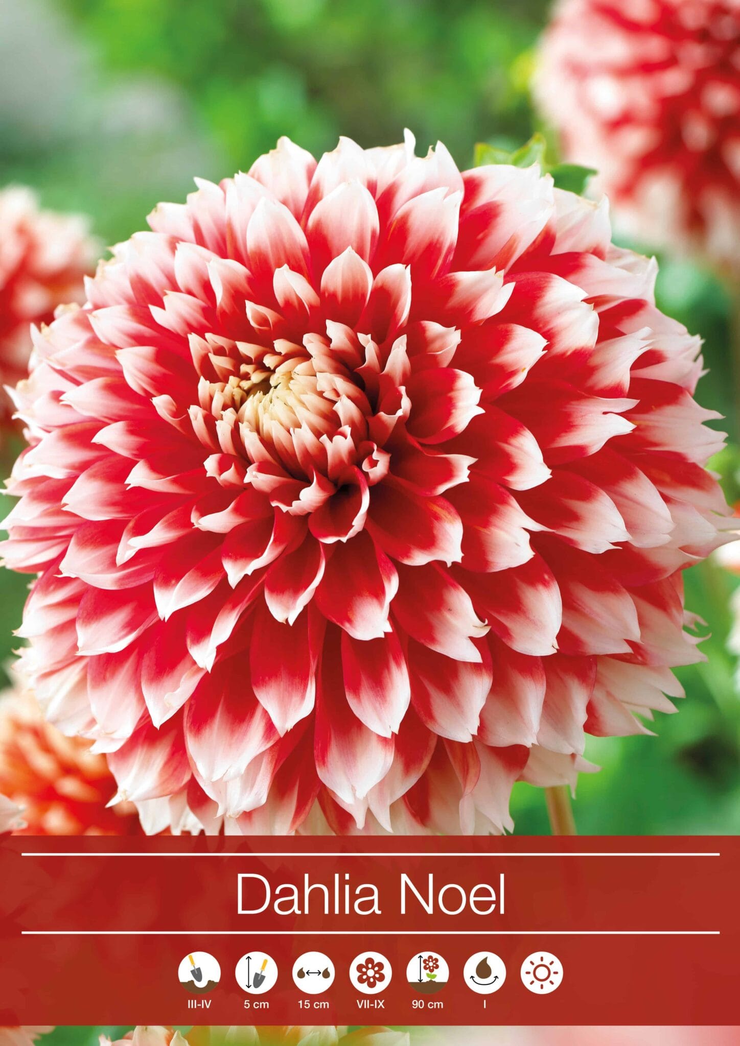 Dahlia Noel