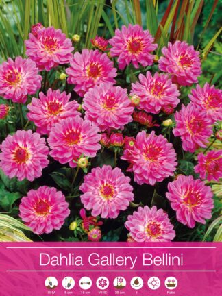 Dahlia Gallery Bellini
