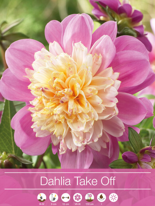 Dahlia Take Off