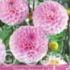 Dahlia Wizard of Oz