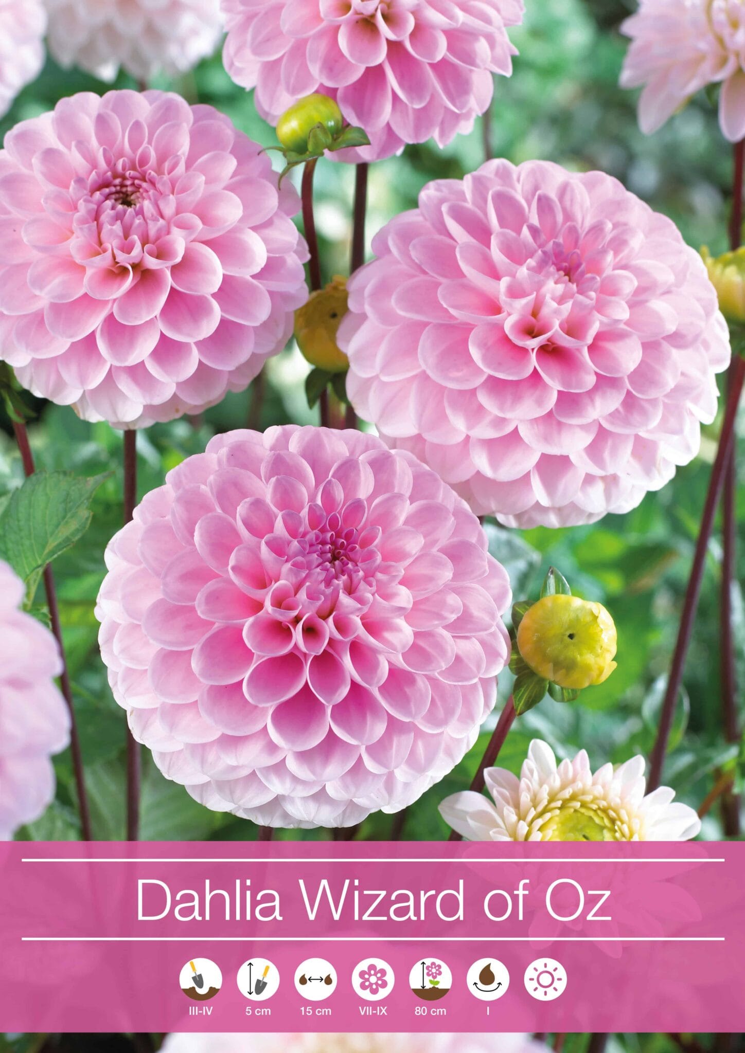 Dahlia Wizard of Oz