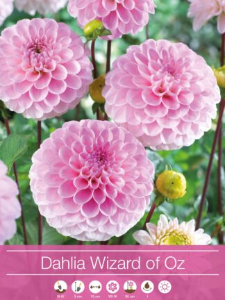 Dahlia Wizard of Oz
