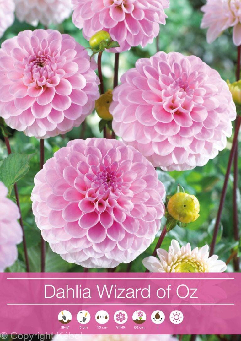 Dahlia Wizard of Oz
