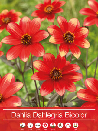 Dahlia Dahlegria Bicolor