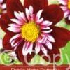 Dahlia Night Butterfly
