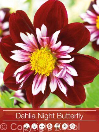 Dahlia Night Butterfly