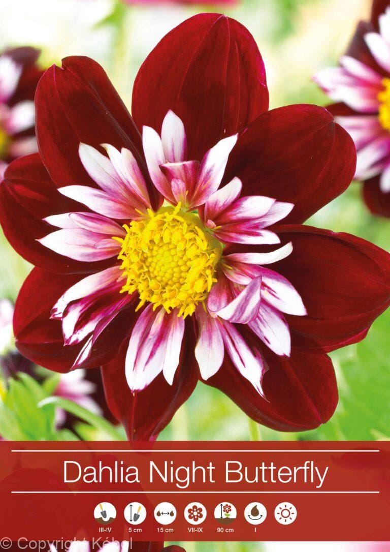 Dahlia Night Butterfly