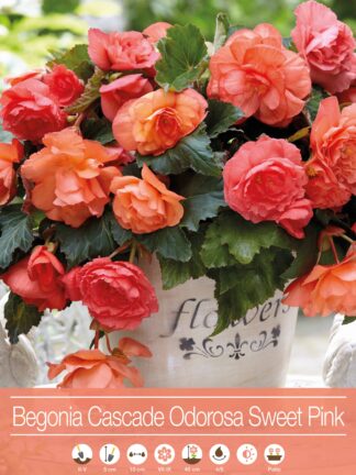 Begonia Cascade Odorosa Sweet Pink