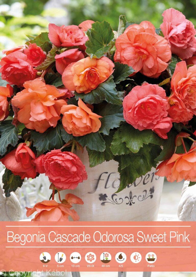 Begonia Cascade Odorosa Sweet Pink
