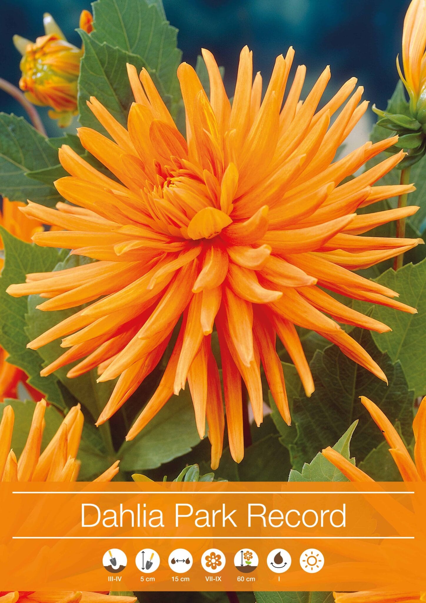 Dahlia Park Record